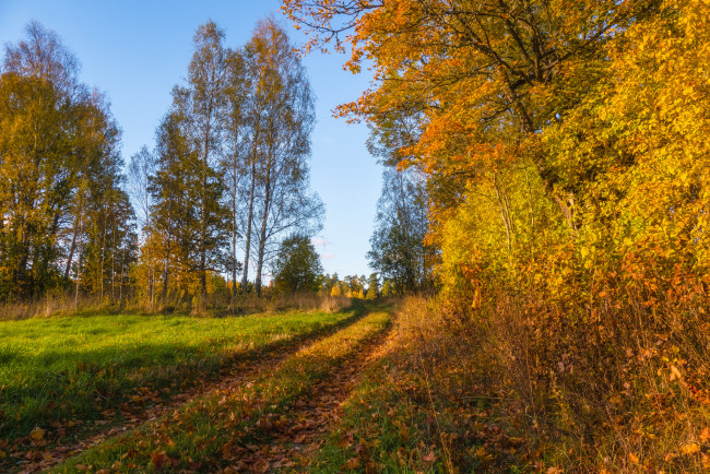 Обои картинки фото природа, деревья, тракт