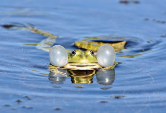 Картинка животные лягушки вода пузыри лягушка