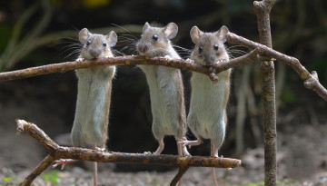 Картинка животные крысы +мыши мышки