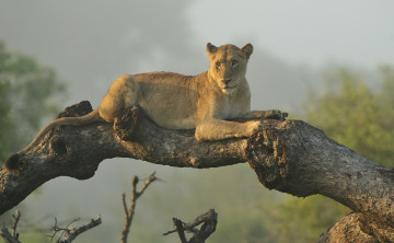 Картинка животные львы дерево отдых львица