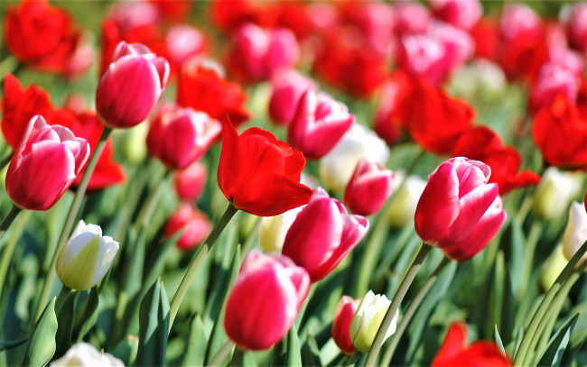 Обои картинки фото цветы, тюльпаны, красные, поле