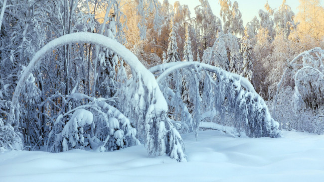 Обои картинки фото природа, зима, лес, деревья, сугробы, снег
