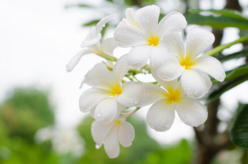 Картинка цветы плюмерия белая макро капли