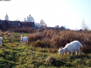 Картинка переславль вид на горицкий монастырь животные козы