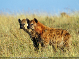 Картинка животные гиены гиеновые собаки