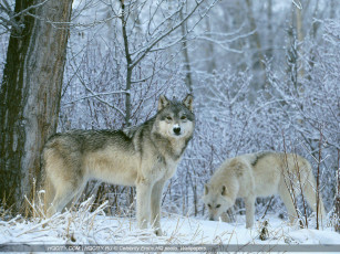 обоя животные, волки