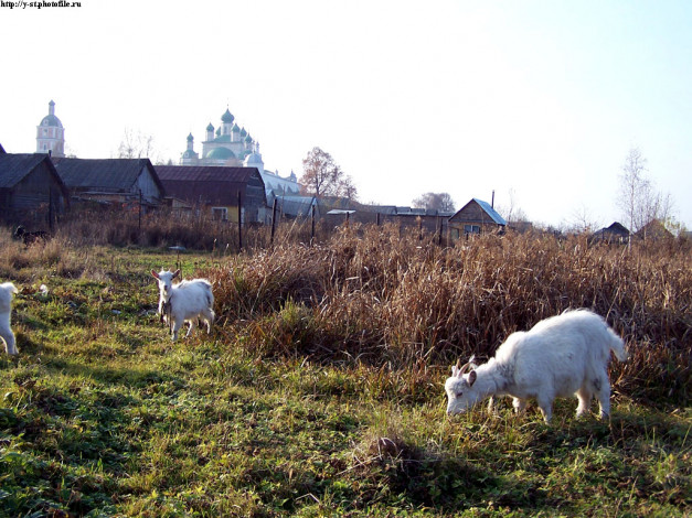 Обои картинки фото переславль, вид, на, горицкий, монастырь, животные, козы