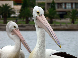 обоя животные, пеликаны