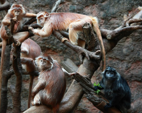 Картинка животные обезьяны дерево мартышки