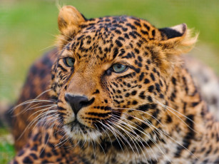 Картинка чистое любопытство животные леопарды леопард интерес морда усы взгяд