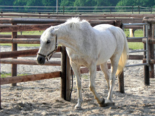 Картинка животные лошади забор