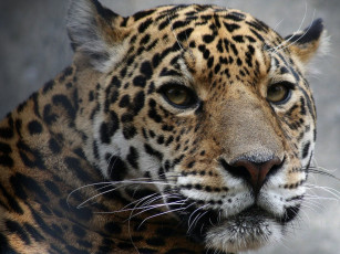Картинка животные Ягуары взгляд ягуар морда