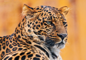 Картинка красивый леопард животные леопарды смотрит морда гордость