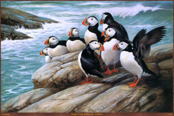 Картинка roger tory peterson puffins рисованные камни море птицы тупики