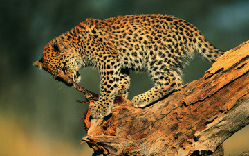 Картинка не кем играть животные леопарды котёнок леопард играет дерево