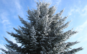 Картинка природа деревья ель снег зима