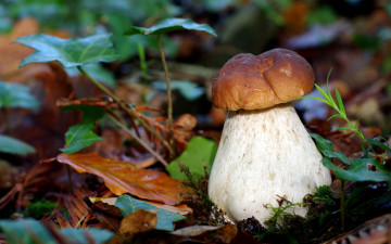 Картинка природа грибы боровик мох листья
