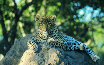 Картинка животные леопарды леопард лежит смотрит камень
