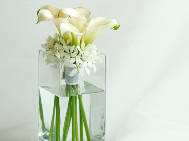 Обои картинки фото цветы, букеты, композиции, каллы, вода, ваза