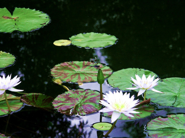 Обои картинки фото цветы, лилии, водяные, нимфеи, кувшинки, вода, листья, стрекоза