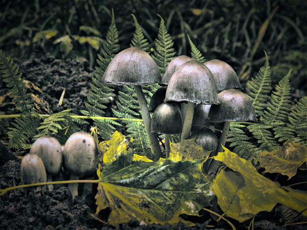 Обои картинки фото природа, грибы, папоротник, листья