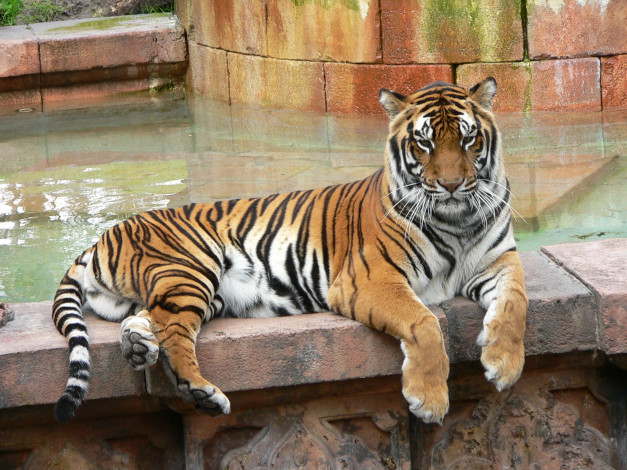 Обои картинки фото животные, тигры, тигр, лежит, бордюр
