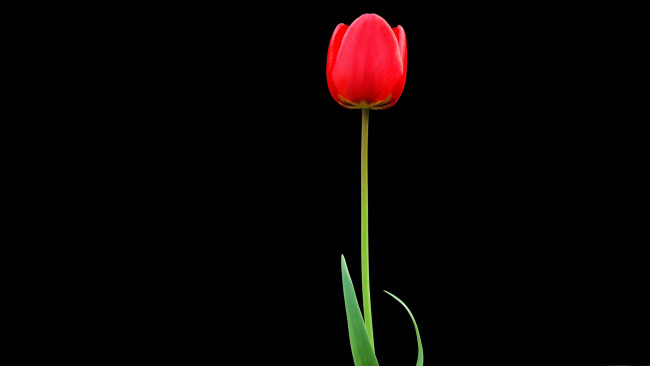 Обои картинки фото цветы, тюльпаны, красный