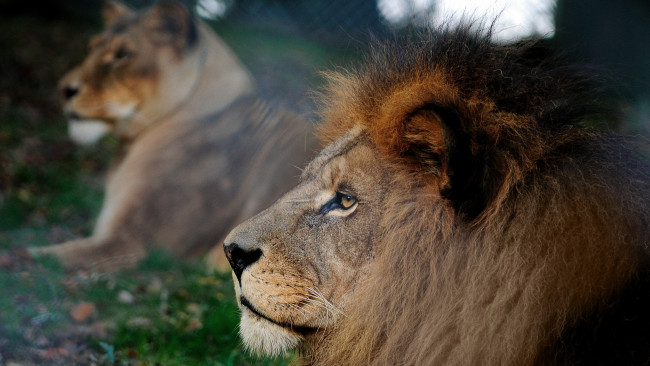 Обои картинки фото животные, львы, лев, морда, грива