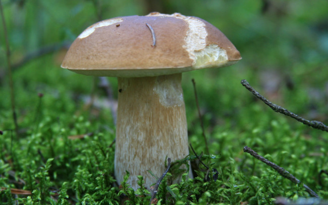 Обои картинки фото природа, грибы, боровик, мох