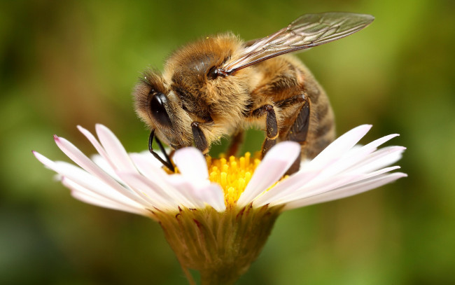 Обои картинки фото животные, пчелы, осы, шмели, пчела, цветок, фон