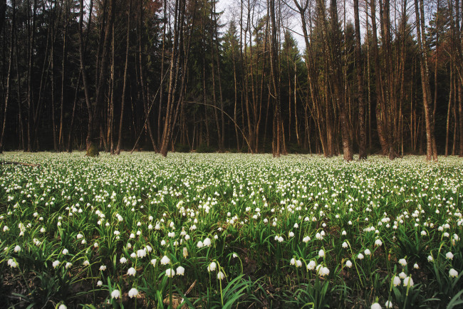 Обои картинки фото природа, лес, весна, поляна, подснежники