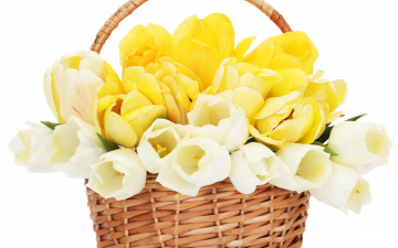 Картинка цветы тюльпаны белый корзинка желтый