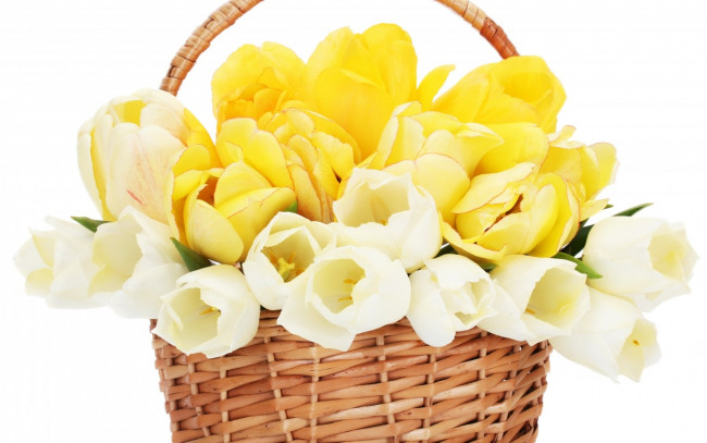 Обои картинки фото цветы, тюльпаны, белый, корзинка, желтый