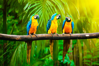 Картинка животные попугаи ветка птицы