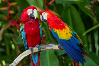 Картинка животные попугаи ветка птицы пара