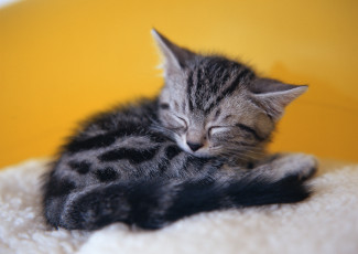 Картинка животные коты серый отдых дремота котенок сон полосатый