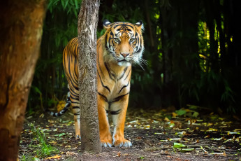 Картинка животные тигры хищник тигр взгляд природа полосы