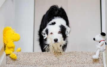 Картинка животные собаки ступени игрушки взгляд собака ковер