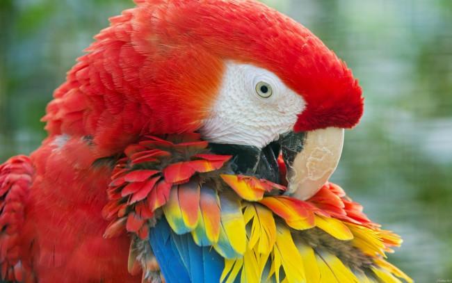 Обои картинки фото красивый попугай, животные, попугаи, тропические, птицы, красивый, попугай