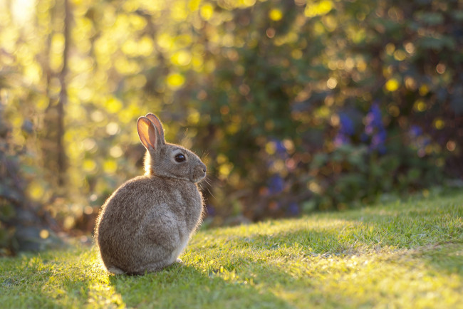Обои картинки фото животные, кролики,  зайцы, зайка, природа