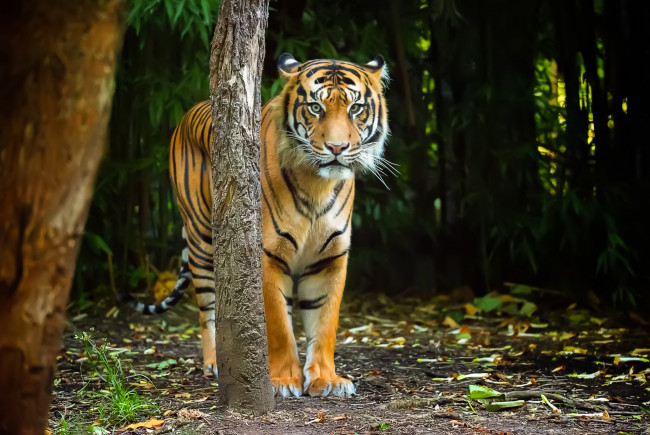 Обои картинки фото животные, тигры, хищник, тигр, взгляд, природа, полосы