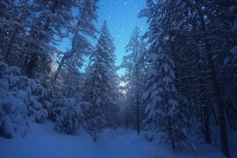 Картинка природа лес зима снег деревья пейзаж