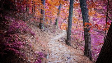 Картинка природа дороги деревья лес пейзаж дорога осень