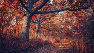 Картинка природа дороги дорога деревья лес осень пейзаж