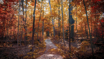 Картинка природа дороги лес осень деревья дорога пейзаж