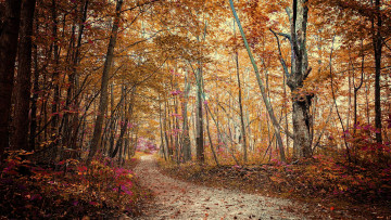 Картинка природа дороги осень дорога лес деревья пейзаж