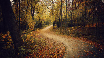Картинка природа дороги осень лес деревья дорога пейзаж