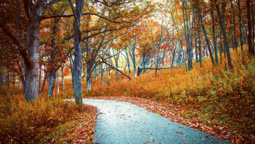 Картинка природа дороги осень лес пейзаж дорога деревья
