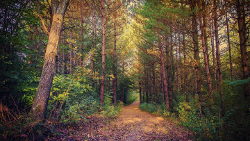 Картинка природа дороги пейзаж деревья дорога лес осень