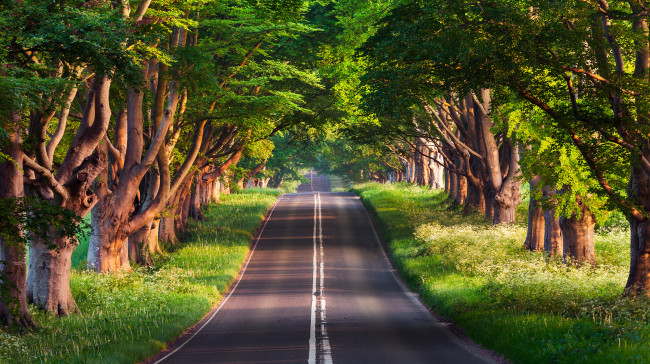 Обои картинки фото природа, дороги, утро, дорога, асфальт, деревья